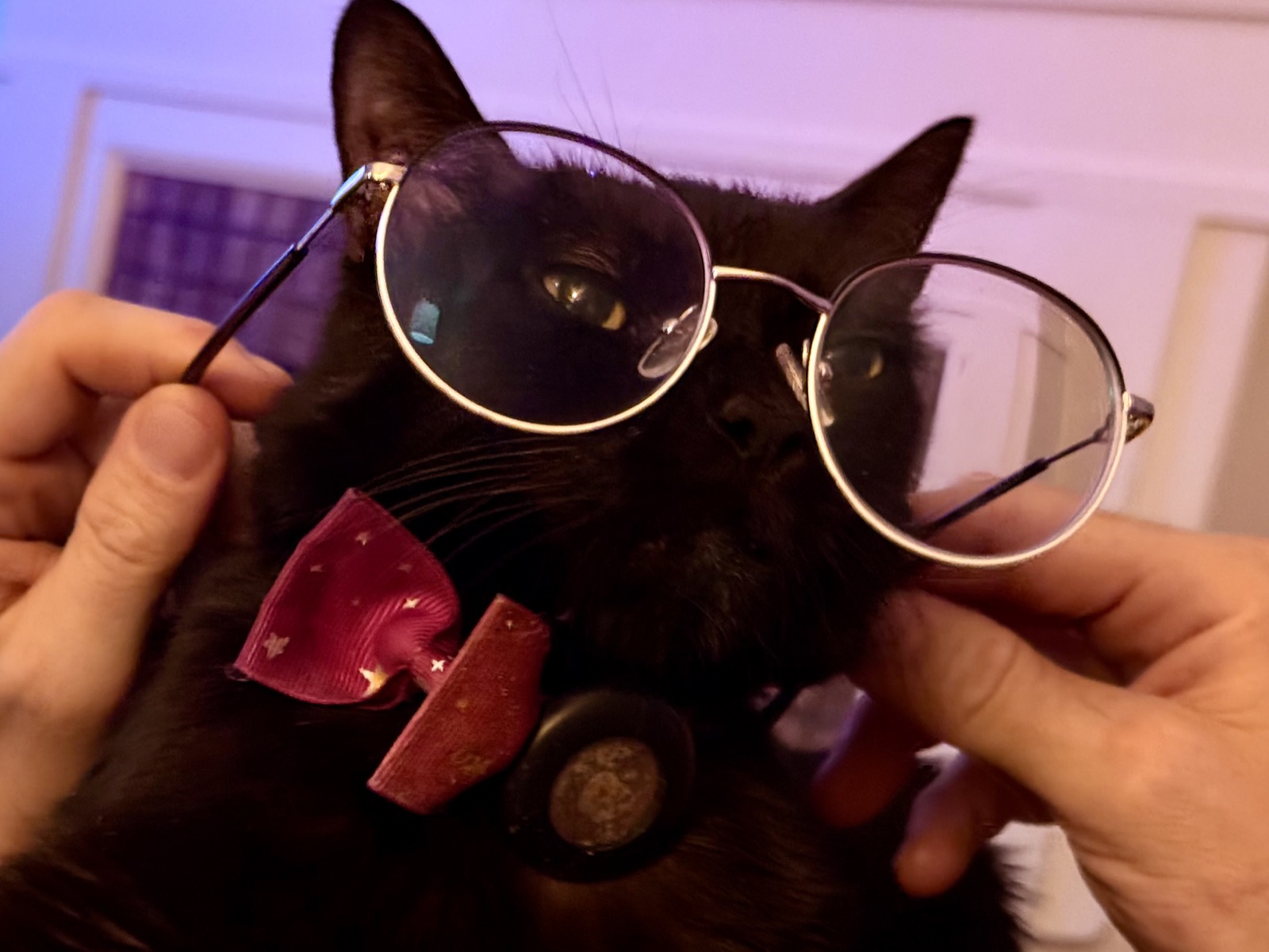 A black cat wearing round wire-framed glasses and a star-patterned bow tie, held up to look studious.